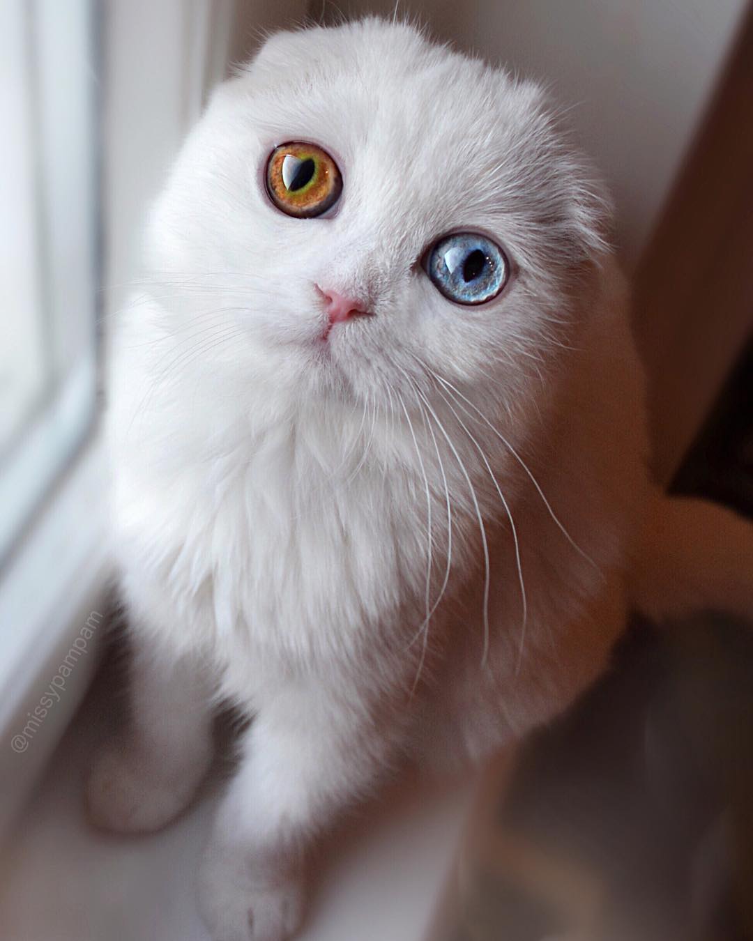 萌到爆炸,这只蓝金色异瞳的猫你能抗拒的了吗?