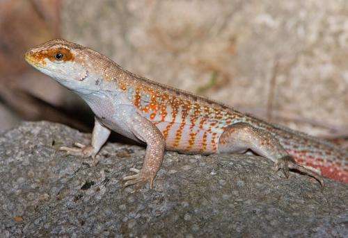 蜥蜴类纹面弹簧蜥