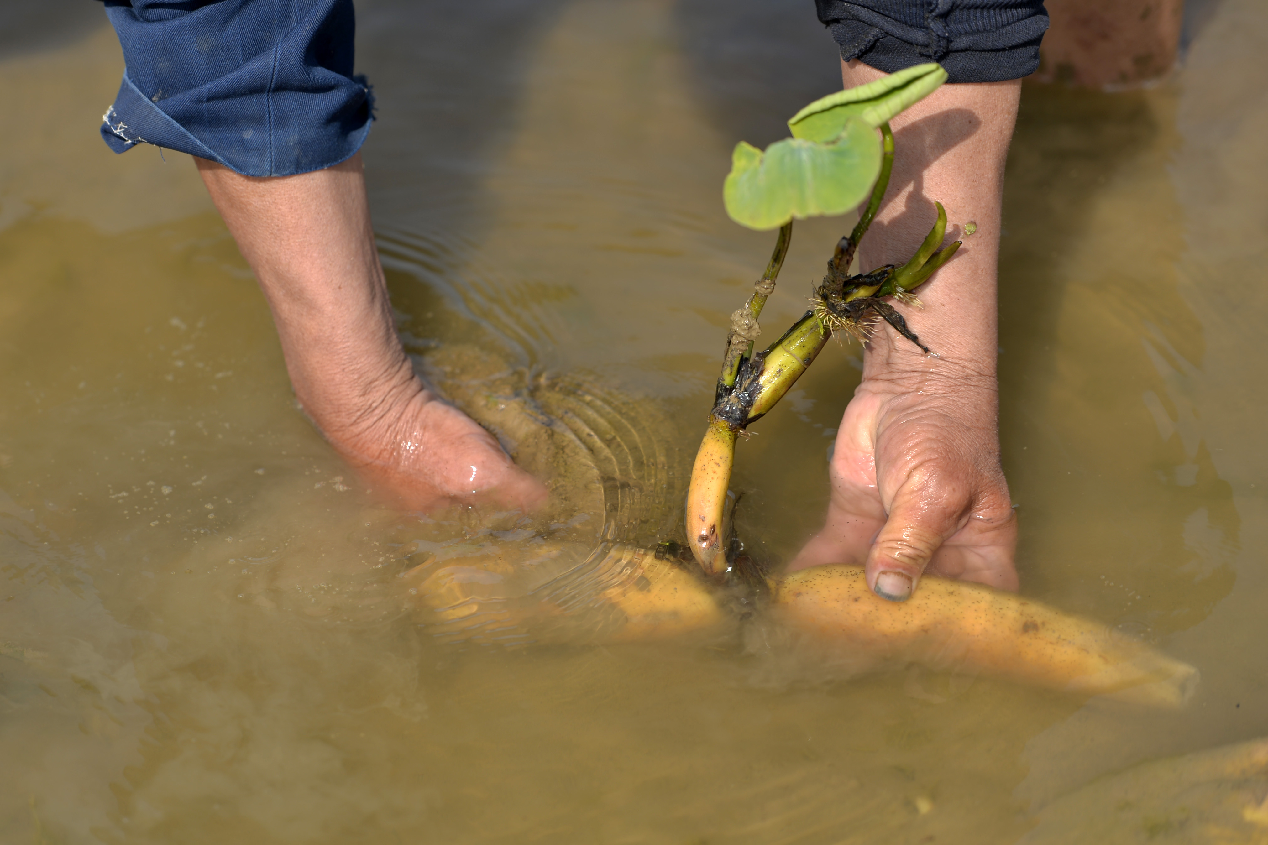 夏日种藕正当时(4)