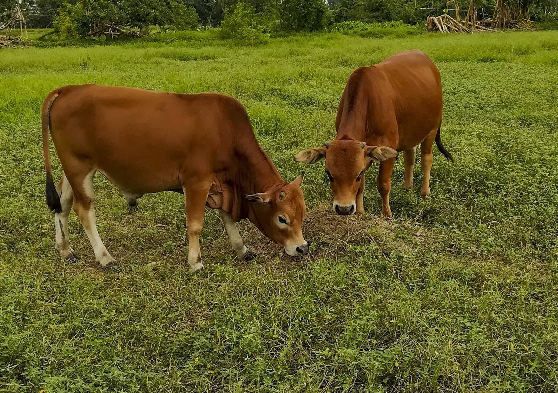 鲁西黄牛的春季养护要注意,三个管理方式教给你,保障健康没多难
