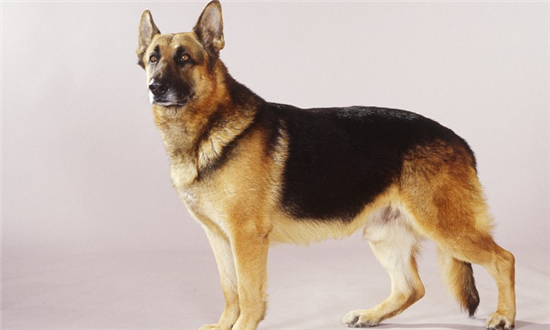 不同性格的德国牧羊犬,有不同的训练方法,你家狗狗是哪一种?