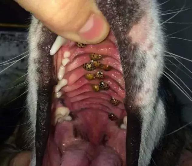 虫子通过嘴巴寄生图片