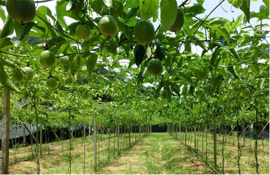 种植黄金 - 2020年最新商品信息聚合专区 - 百度爱采购