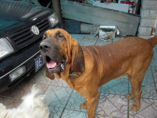 寻血猎犬原产地比利时,别名圣·休伯特猎犬,最老的嗅觉猎犬之一