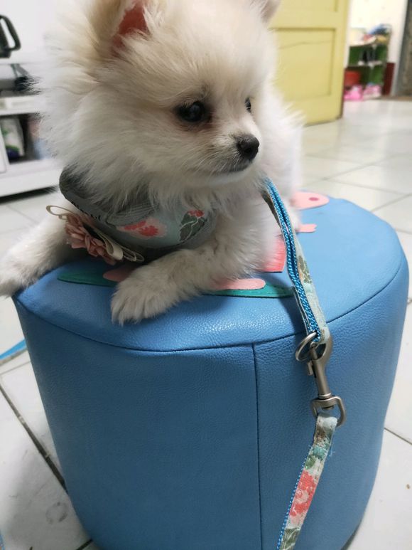 博美长得好看么?网友:串串就别拿出来炫耀了!