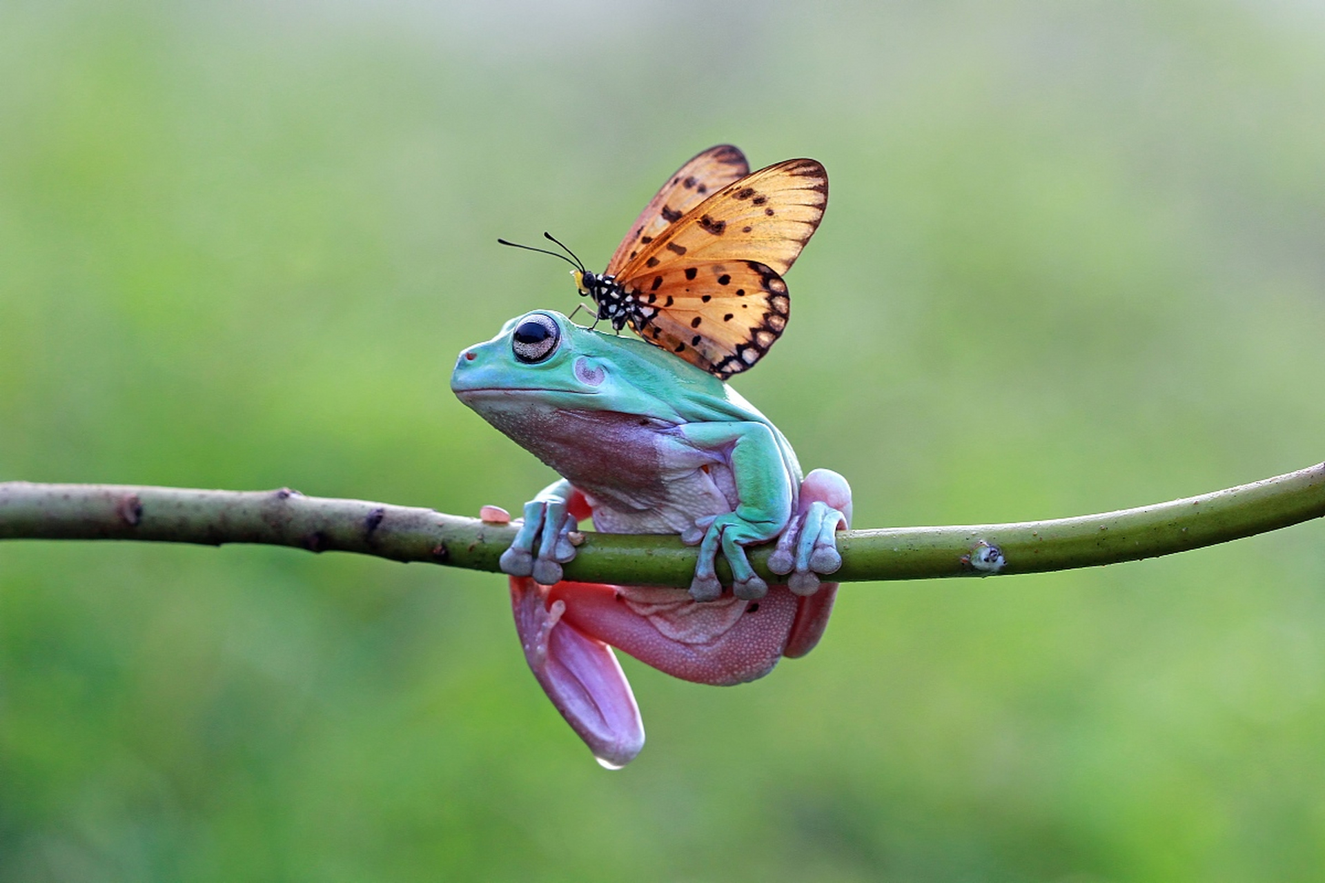 动物趣图# 蝴蝶:"咱们做好朋友,一起玩吧!