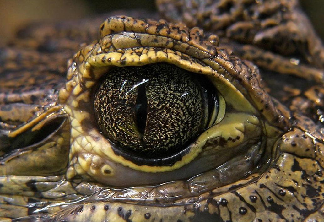 趣味测试:四只眼睛,你觉得哪个是蛇眼?测你10年后的社会地位