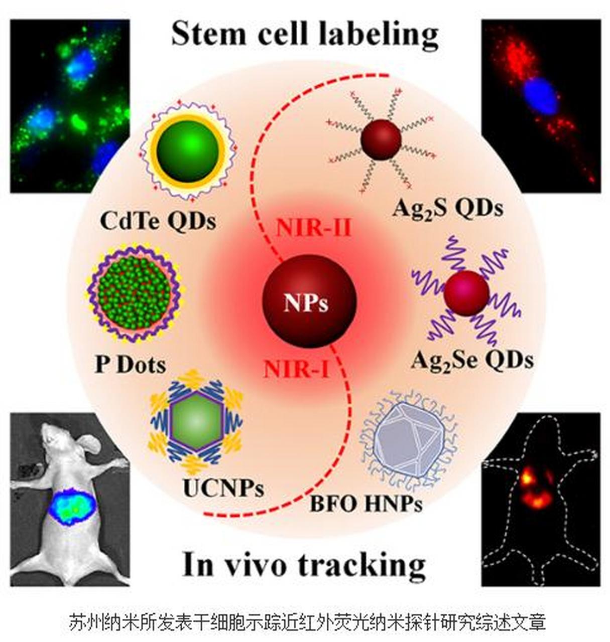 科普知识竞赛#同位素示踪法是利用放射性核素或稀有稳定核素作为示 