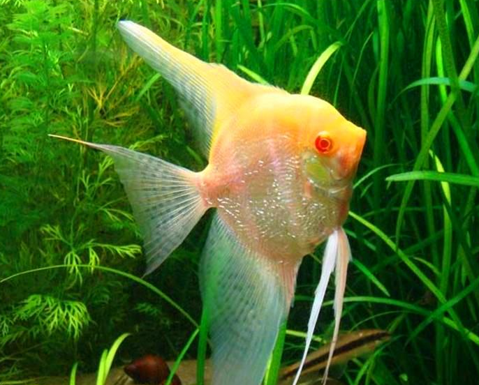 眼睛鲜红色的红眼钻石神仙鱼,非常美丽,是经典的传统观赏鱼类!