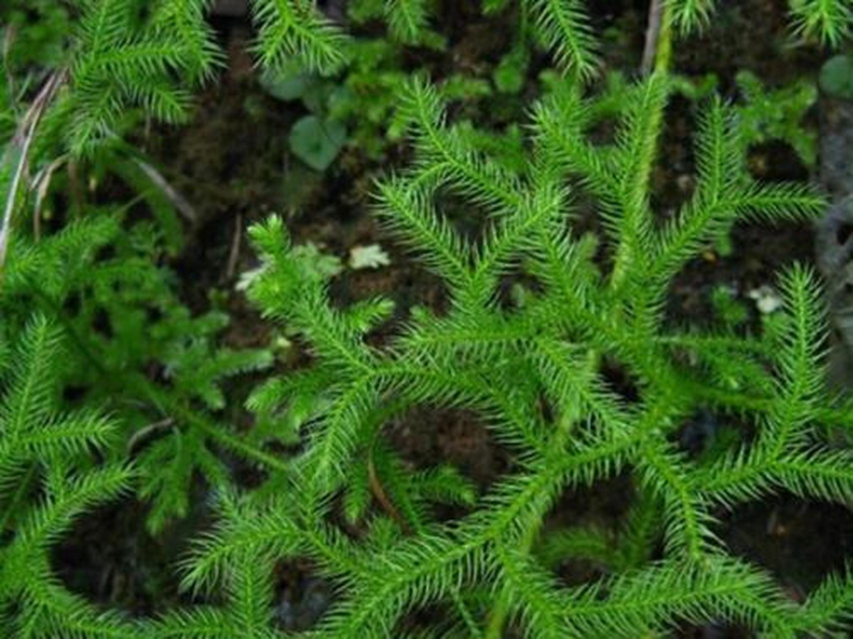 科普知识竞赛#伸筋草,中药名.为石松科植物石松的干燥全草.