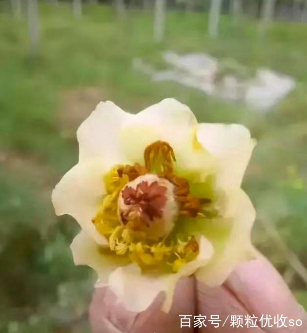 獼猴桃花腐病該如何防治?