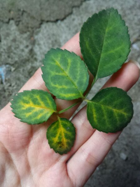 月季花叶脉先泛黄,逐渐整片叶子发黄怎么办?