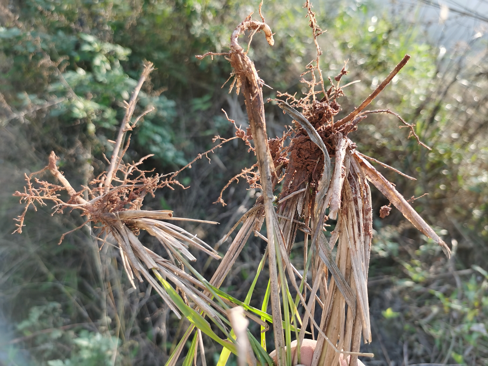 农村山上常见的一种植物"茅草",还有没有价值呢?