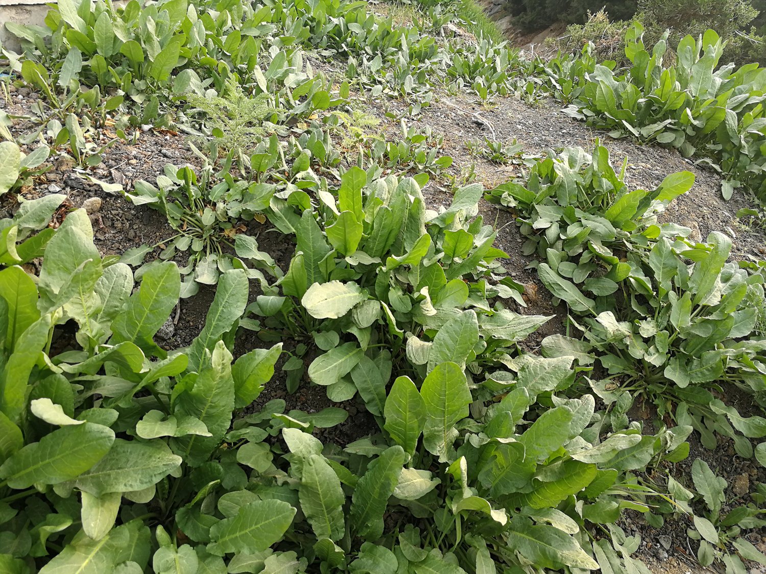 农村小河边的羊蹄草,俗称野菠菜,用它洗头能使头发乌黑铮亮