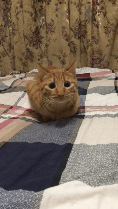 猫咪大跳机械舞,模样还神似