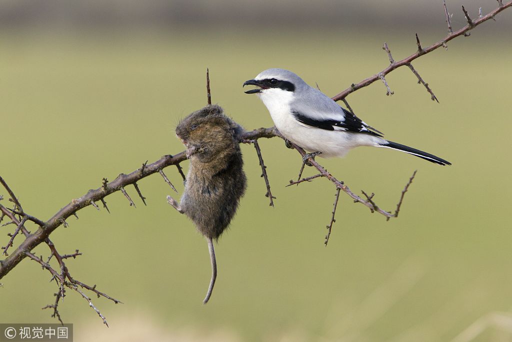 德国:摄影师拍摄冷酷无情"屠夫鸟" 爱把猎物尸体挂树枝上