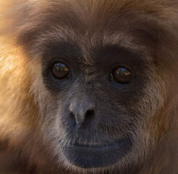 尖嘴猴腮的人真的不好吗?老信从性格,健康,家庭3方面为您详解