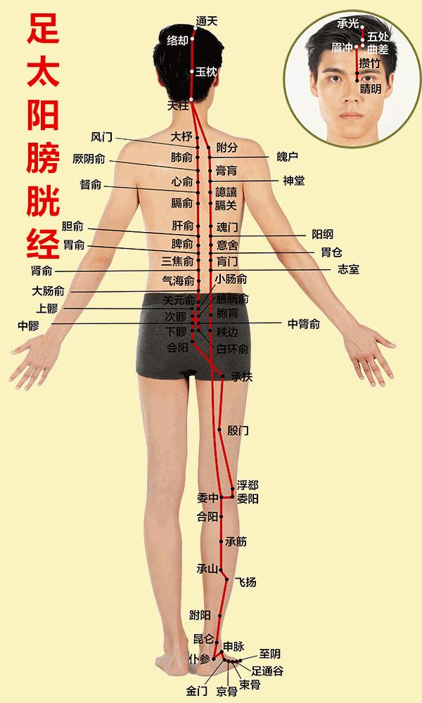 身体上有12条经络?在哪里?附带高清图,通俗易懂