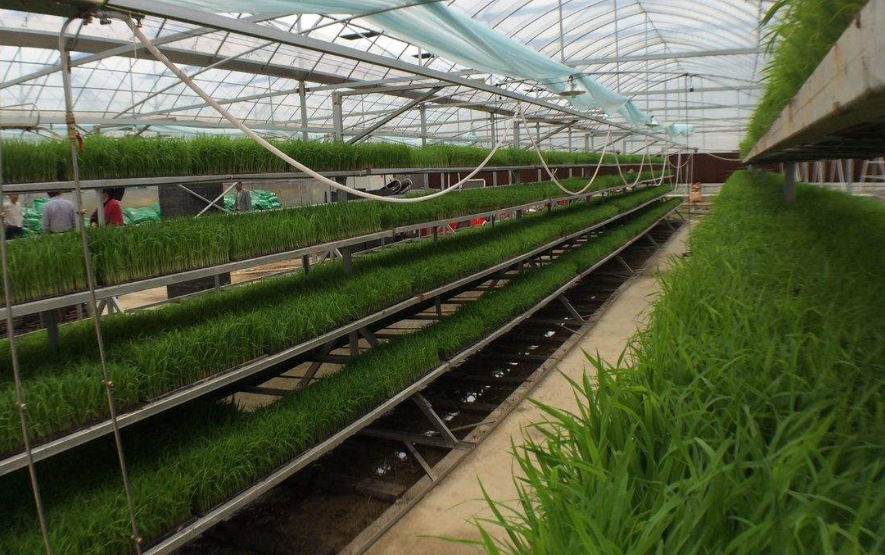 育苗- 热门厂家专区