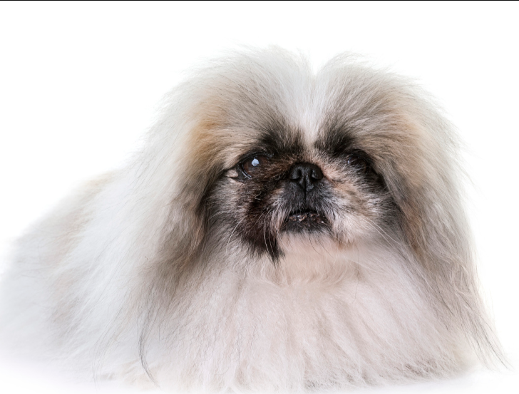 北京犬又被称作"京巴犬""宫廷狮子狗",是中国古老的犬种!