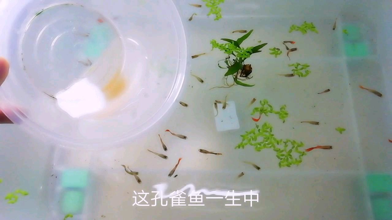 孔雀鱼母鱼一生能繁殖多少次!带大家去了解一下