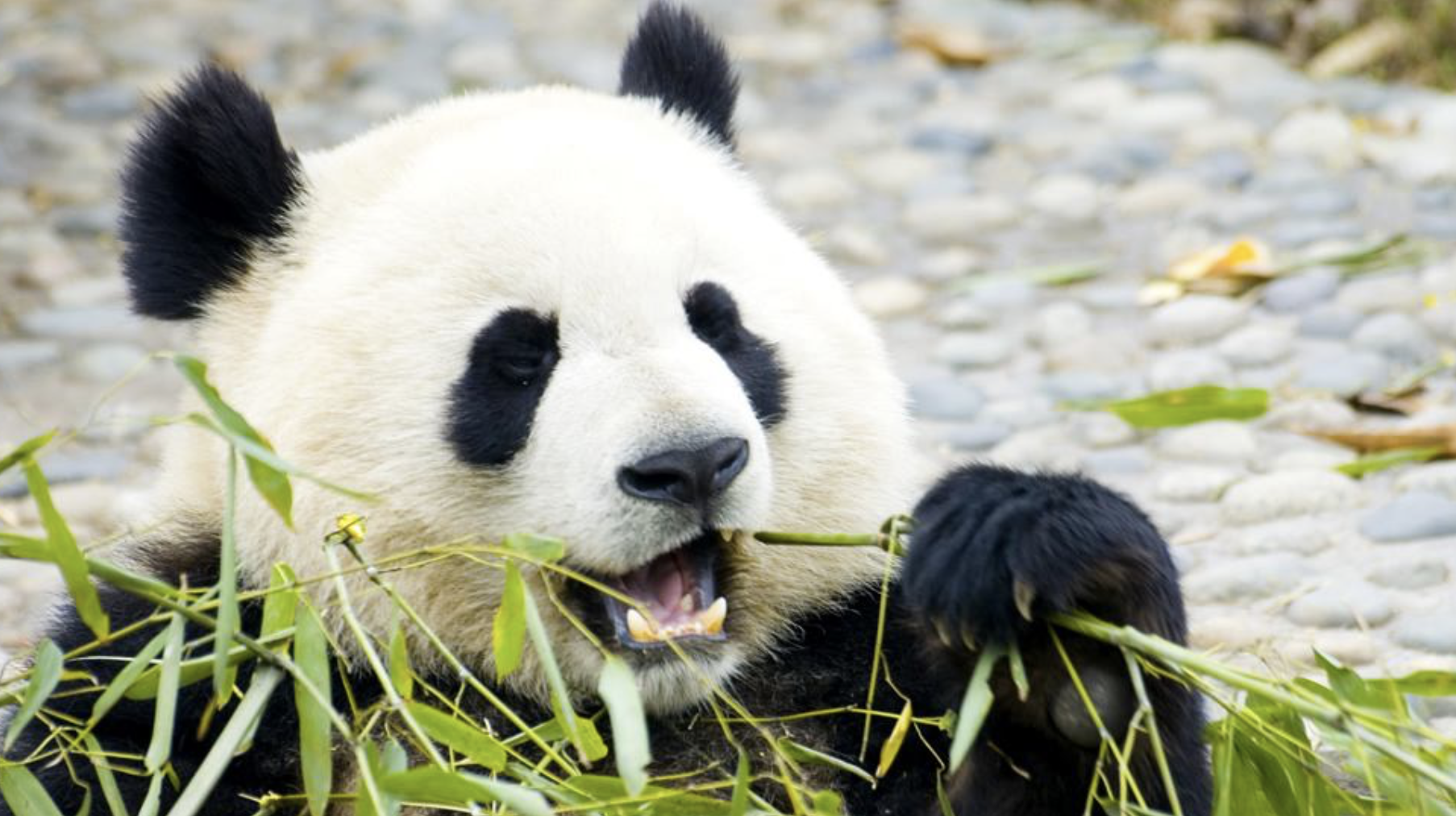 四川成都的大熊猫风景区,成为了四川人的标志,很多人都可以认养