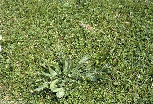 农村这草随处长,人称"打官司草",是野菜也是草药,可别小瞧