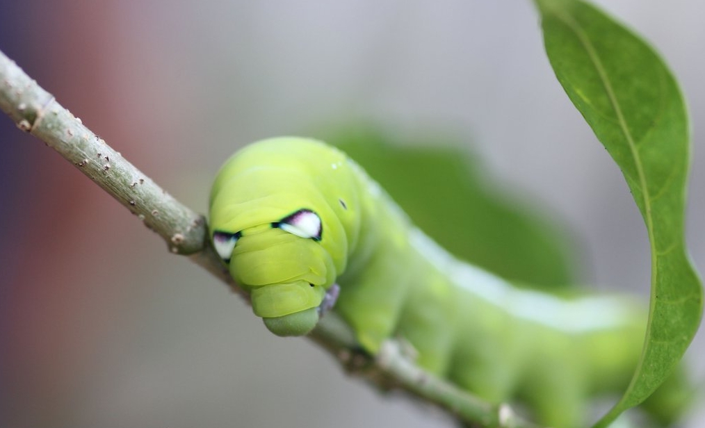 最"愤怒"的虫子,生气还能如此可爱?