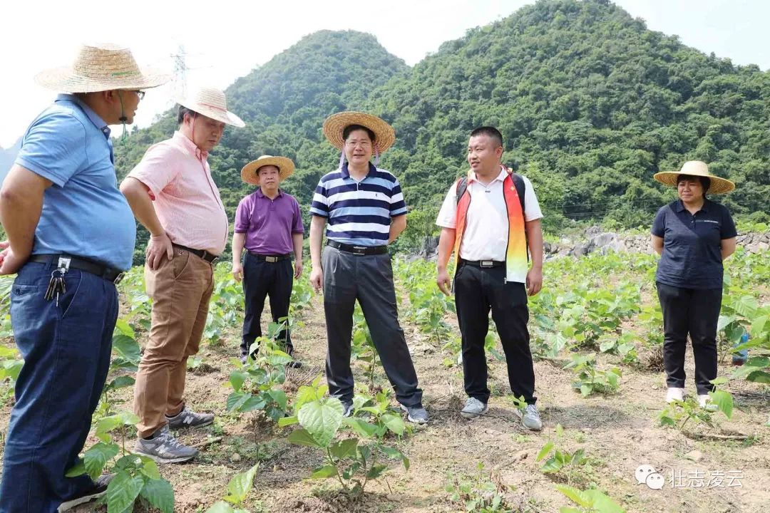 关礼:强化措施 尽锐出战 确保凌云县高质量脱贫