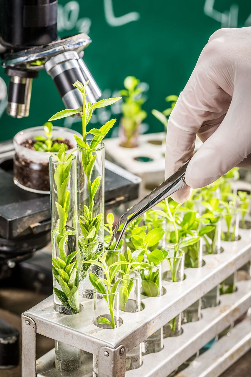 中草药组培是先进的生物技术,通过模拟自然环境促进植物生长,快速繁殖