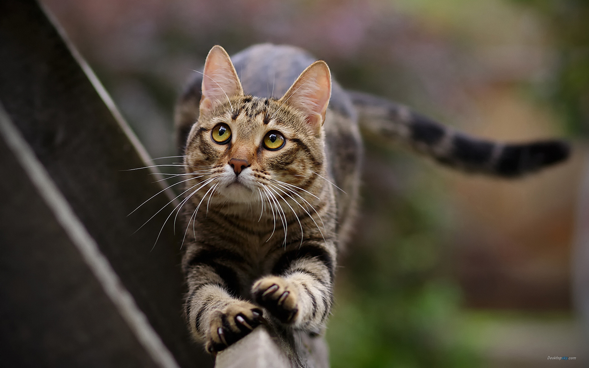 虎斑猫,身上有花纹图案的猫