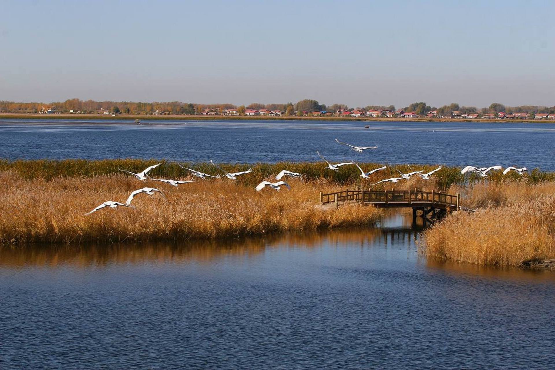 齐齐哈尔:扎龙湿地,鹤舞长空之向往  在遥远的齐齐哈尔,有一片神秘而