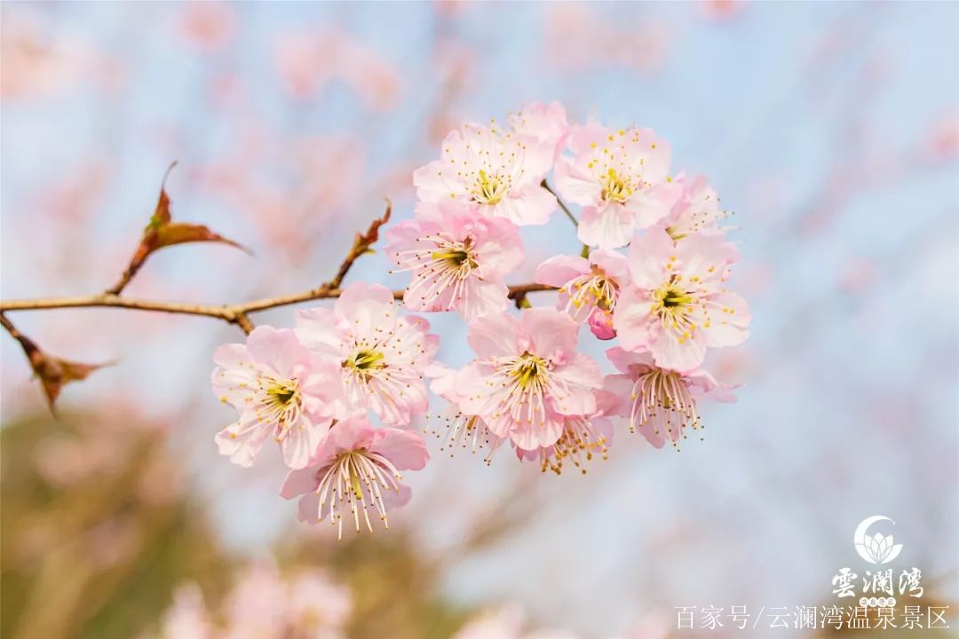 关于樱花的浪漫诗词(描写樱花美丽淡雅诗句)