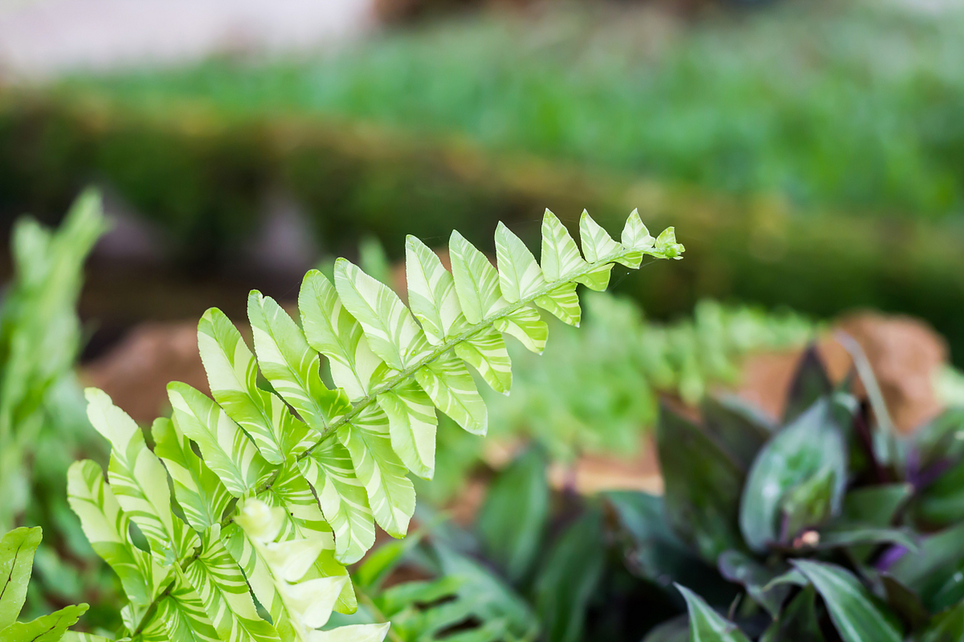 马蹄蕨别名观音座莲属于国家二级重点保护野生植物.