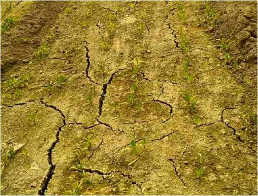 土壤板结的真正原因是什么?盐碱地种植粮食产量低,该如何治理?