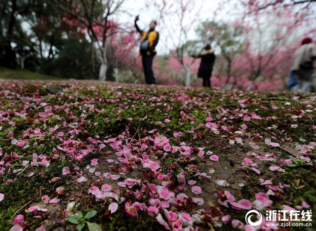 杭州:雨后梅花落满地