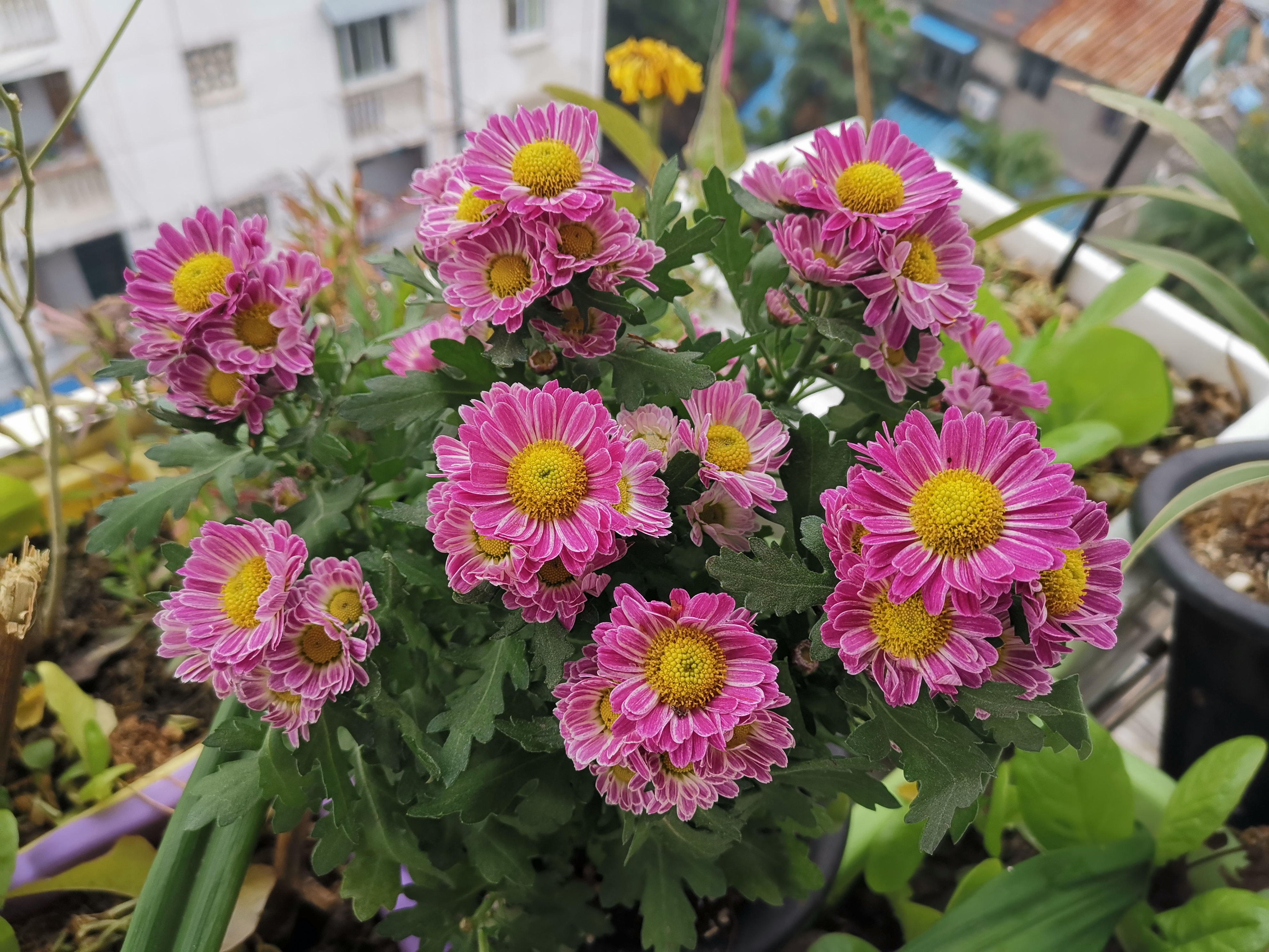 美艳的复色粉女王菊