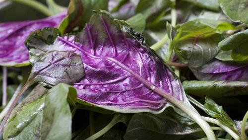 紫色菠菜有什么功效?紫色菠菜种植时间及方法!