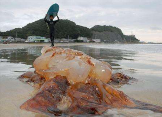 世界上最大的水母,伞盖直径最长有3米,明明可以吃却在日本泛滥