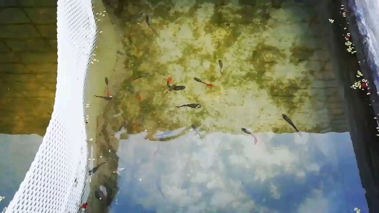 孔雀鱼应该怎样选种亲鱼进行大量繁殖!