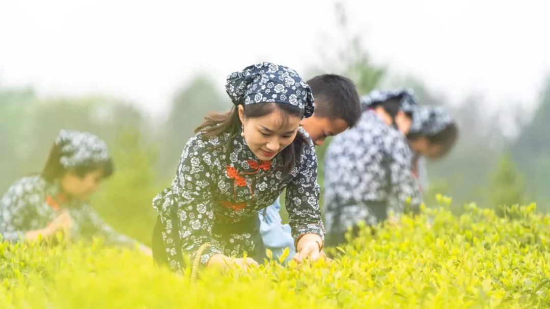 別隻知踏青賞花海,清明小長假去江蘇安徽浙江9個採茶聖地才有趣