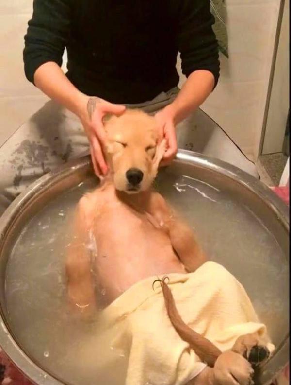 金毛狗在家享受洗头马萨基,这表情太逼真一看就是不正经的狗