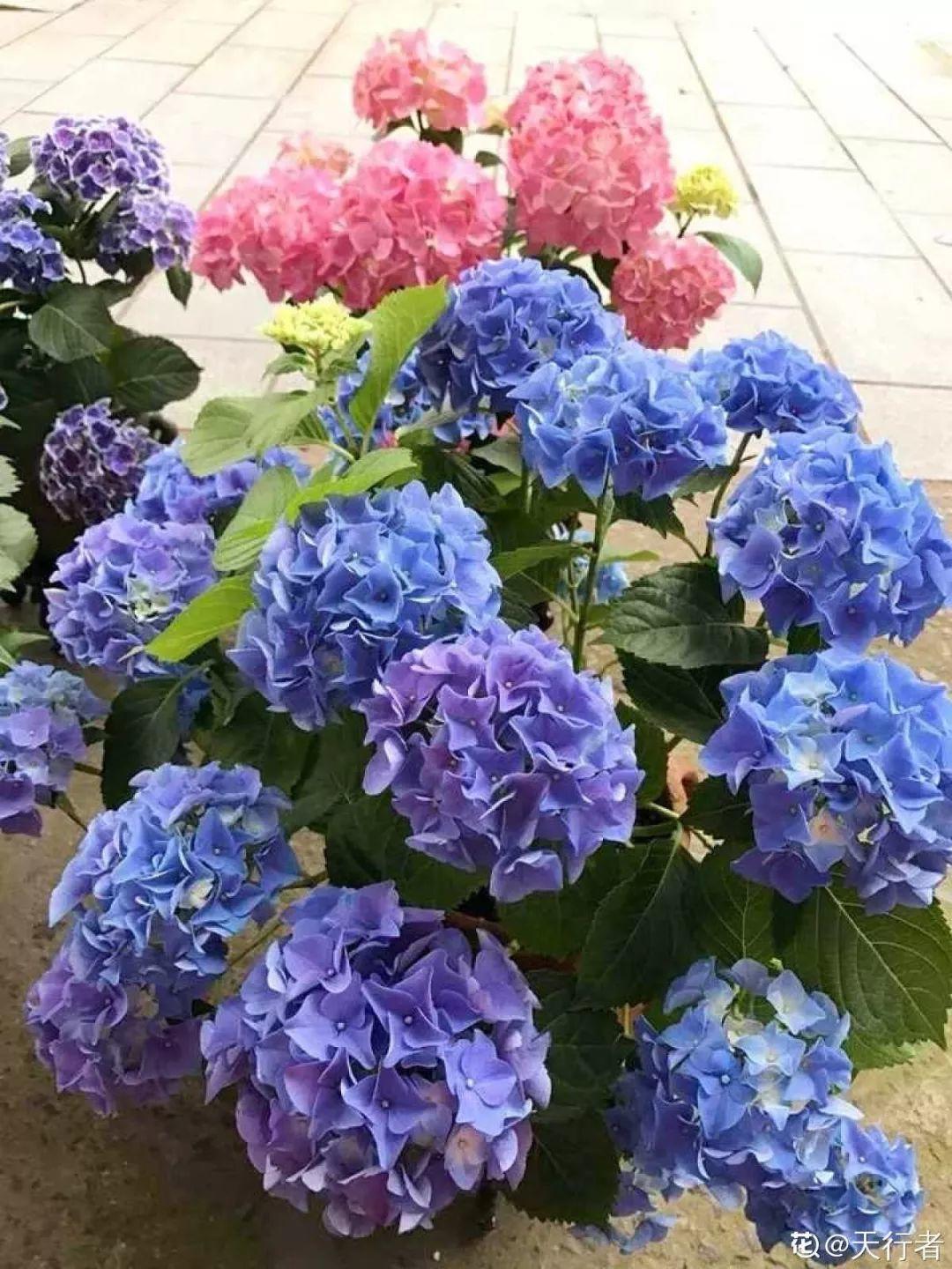 30种常见花的夏季浇水方法,告别烂根黄叶,养花无忧!