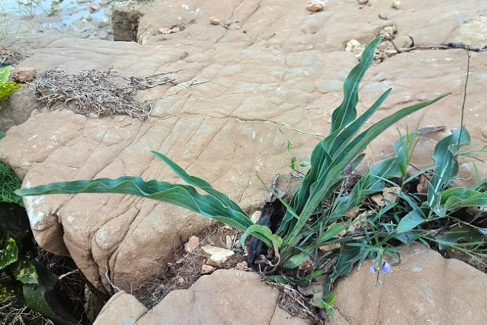 它酷似苦菜,叫葱却味道甘甜,不仅好吃还是珍贵药草