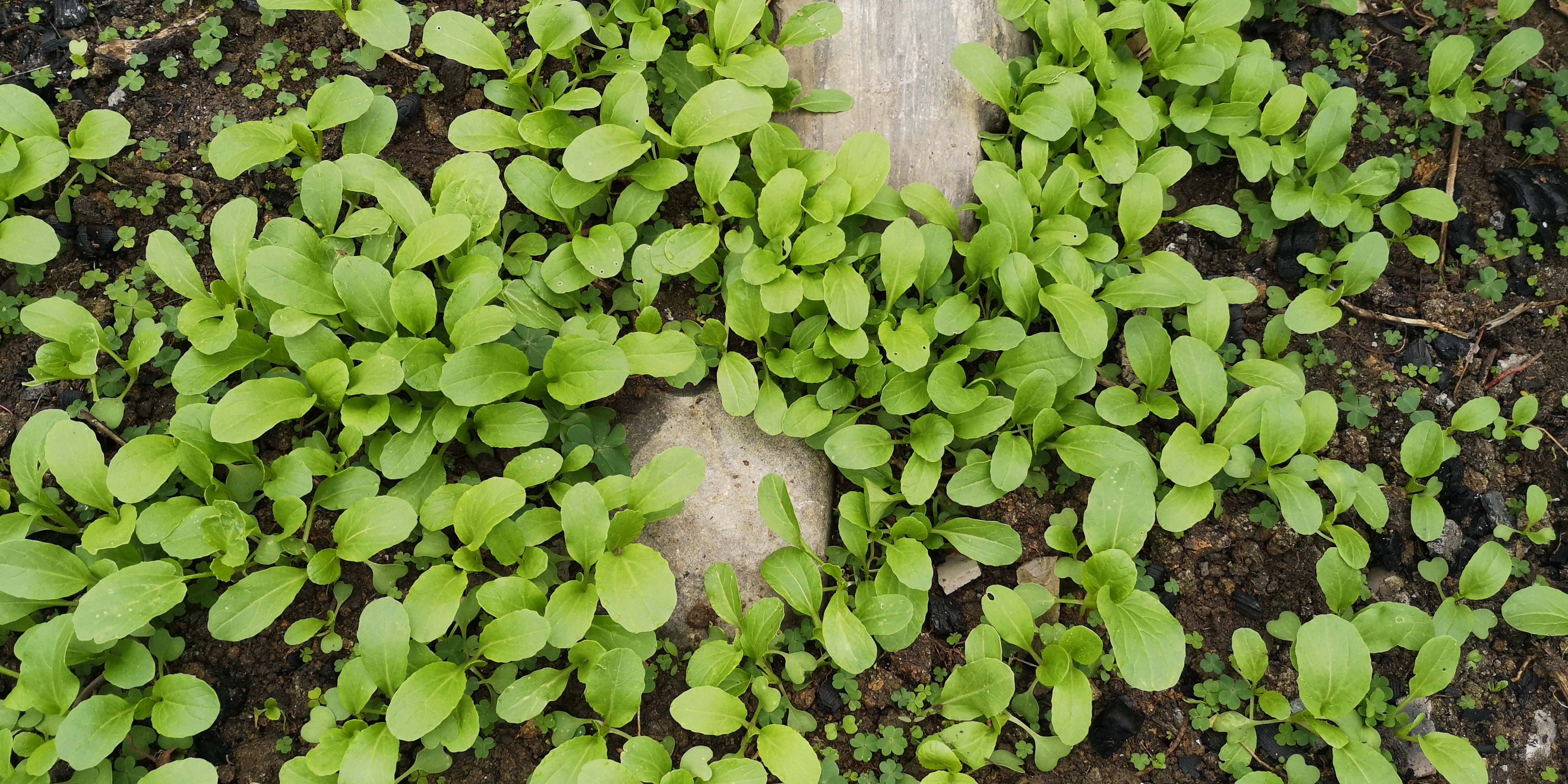 小白菜种植攻略,从播种到采收,教你一步一步种出美味的小白菜!