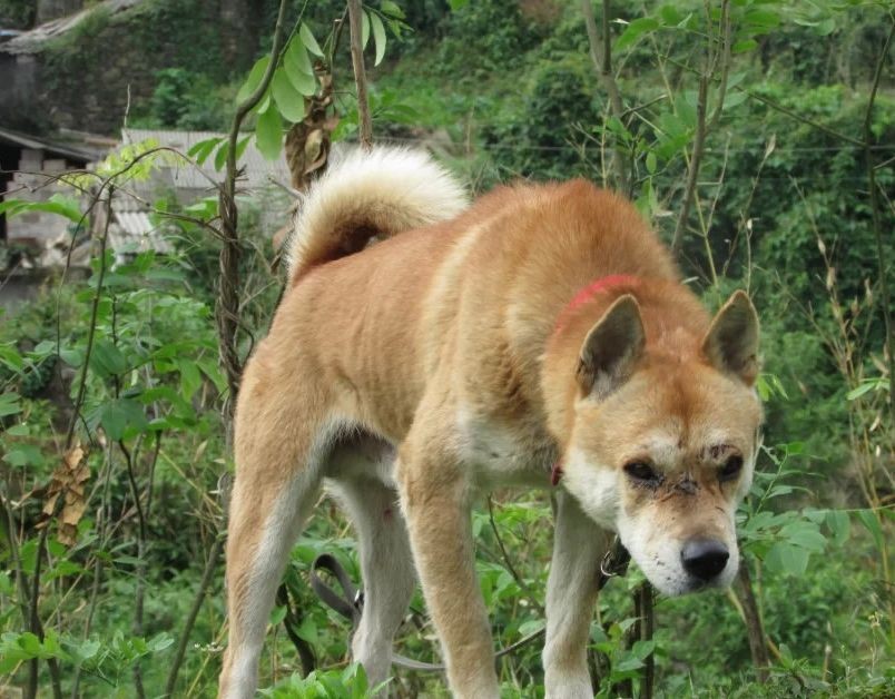 为什么农村土狗这么便宜,日本柴犬那么贵?