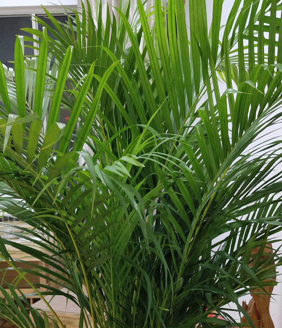 散尾葵叶子总是干尖,枯焦,5个原因要理清楚,不然难以治理改善