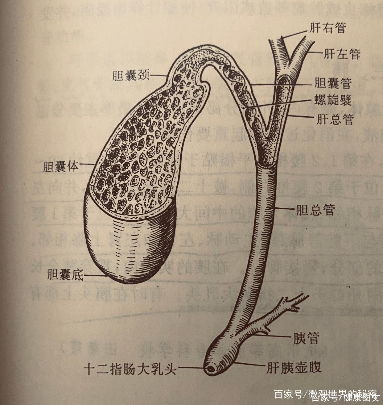 圖解膽囊結構和常見病