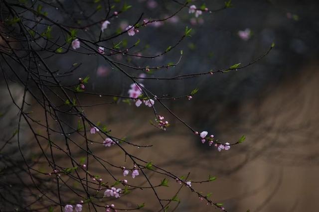 为问春从何处归,早村烟雨细丝丝……早!