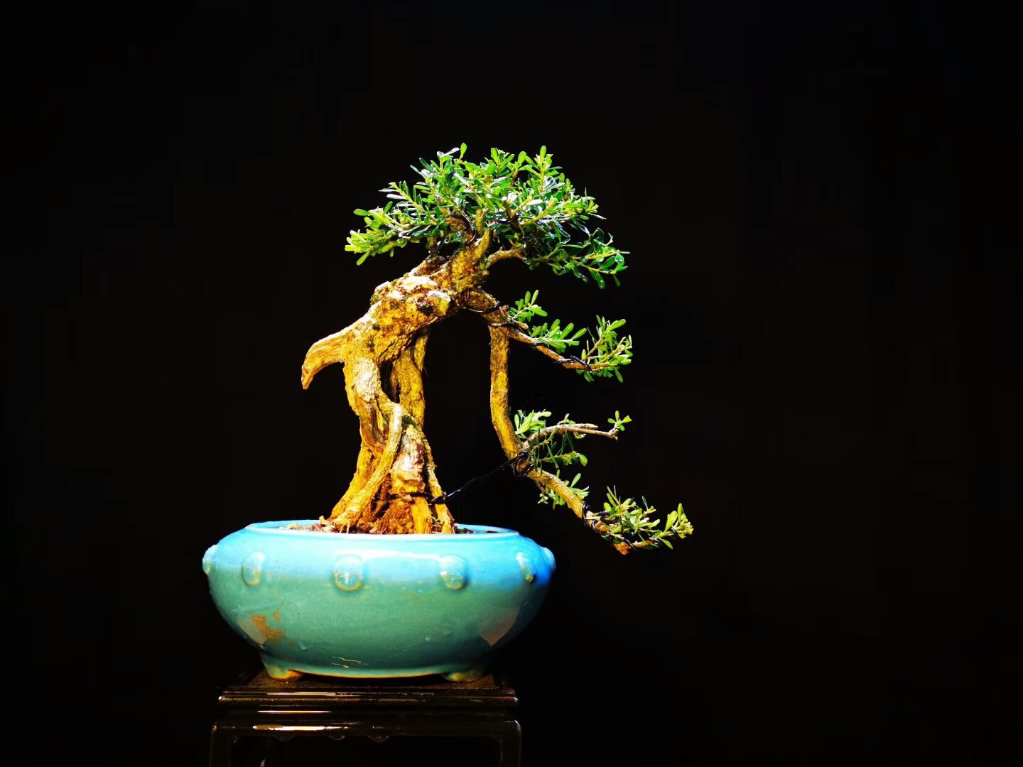 农村小哥阳台上的黄杨老桩盆栽,真是一道靓丽的风景!